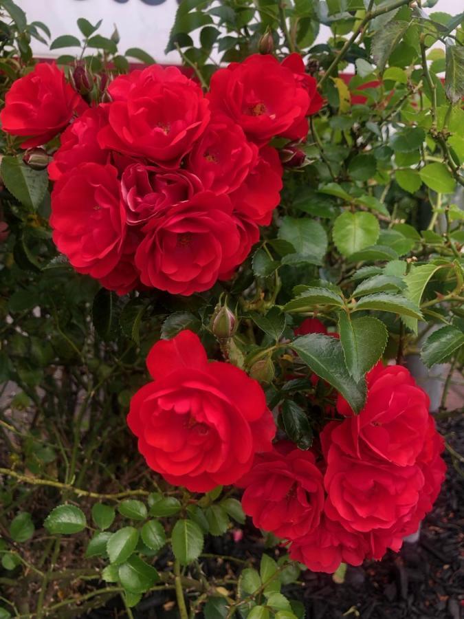 Rosetown Te Awamutu