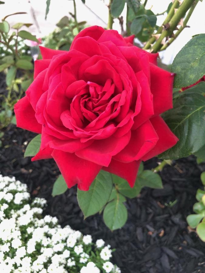 Rosetown Te Awamutu