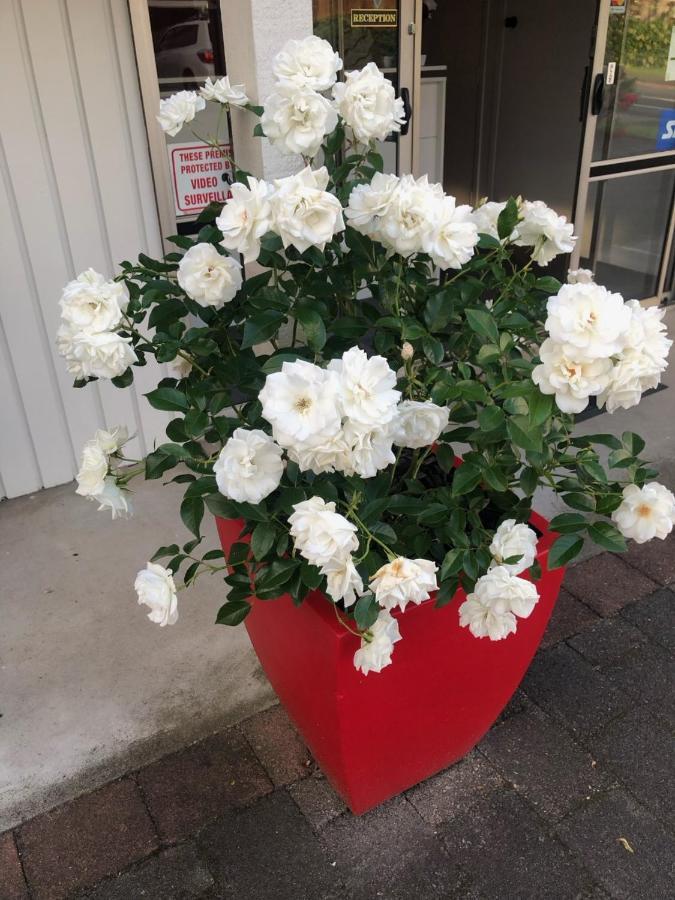 Rosetown 3* Te Awamutu